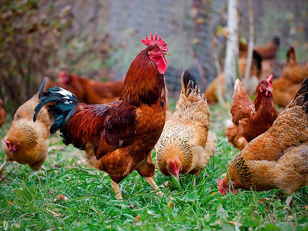 Породы куриц | ЗооТом - продажа, вязка и услуги для животных в Истре