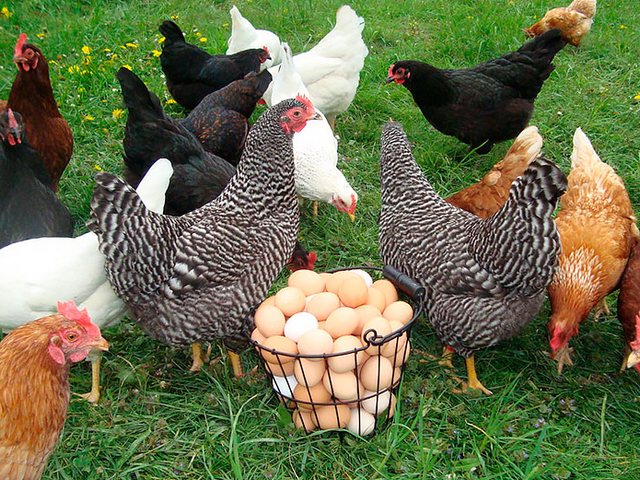 Содержание кур и уход за ними | ЗооТом - продажа, вязка и услуги для животных в Истре