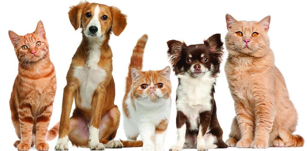 Доска объявлений о животных | ЗооТом - продажа, вязка и услуги для животных в Истре