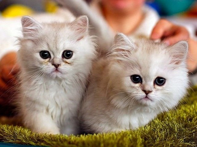 Породы кошек в Истре | ЗооТом портал о животных