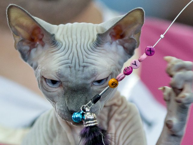 Выставки кошек в Истре | ЗооТом портал о животных