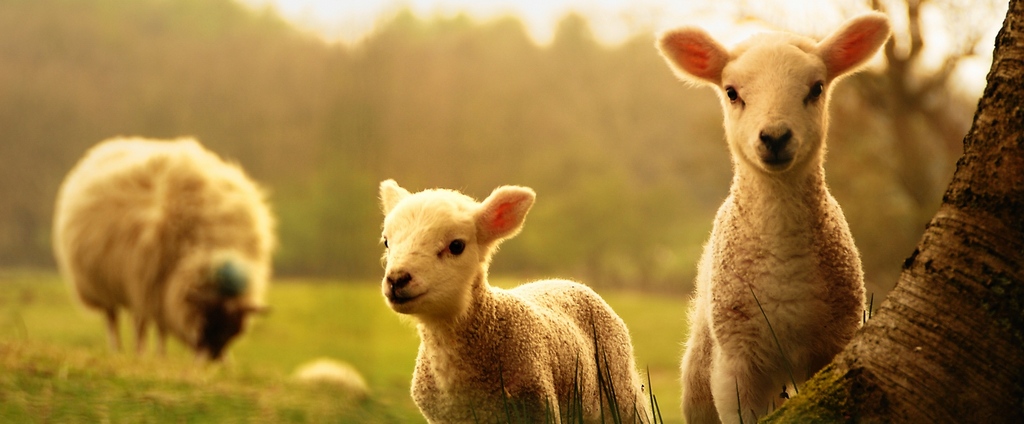 Объявления о сельскохозяйственных животных | ЗооТом - продажа, вязка и услуги для животных в Истре