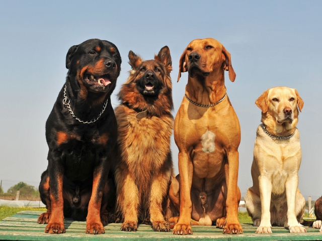 Крупные породы собак в Истре | ЗооТом портал о животных