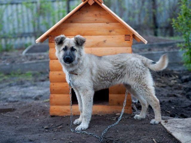 Все о собаках в Истре Все о собаках в Истре